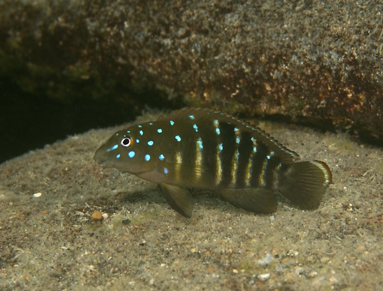 Tanganicodus irsacae 'Kansombo'